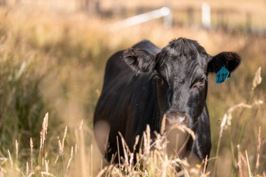 Wagyu angusu inekleri. Sağlıklı sığır sürüsü, yemyeşil otlakta otluyor. Avustralya 'da Yenilenebilir Sürdürülebilir Avustralya Tarım, Sorumlu Hayvancılık ve Doğal Çevre ilkbaharı