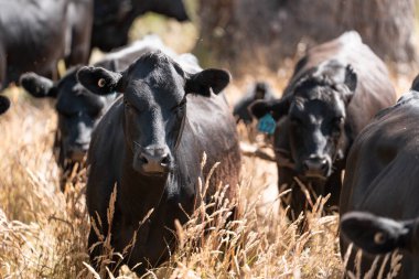 Wagyu angusu inekleri. Sağlıklı sığır sürüsü, yemyeşil otlakta otluyor. Avustralya 'da Yenilenebilir Sürdürülebilir Avustralya Tarım, Sorumlu Hayvancılık ve Doğal Çevre ilkbaharı