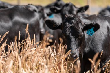 Wagyu angusu inekleri. Sağlıklı sığır sürüsü, yemyeşil otlakta otluyor. Avustralya 'da Yenilenebilir Sürdürülebilir Avustralya Tarım, Sorumlu Hayvancılık ve Doğal Çevre ilkbaharı