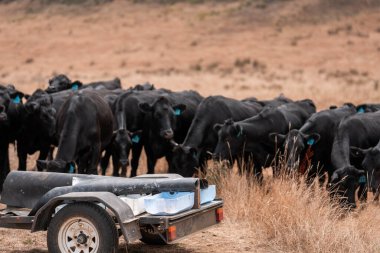 Avustralya 'daki bir çiftlikteki bir besleyiciden Black Beef Cow Accessing Supplements. Hayvansal Beslenme, Hayvancılık Yönetimi ve Sürdürülebilir Tarım Uygulamalarının Vurgulanması