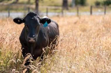 Yeşil yemyeşil çayırlarda otlayan inek sürüsü. Bir barajı, ağaçları ve otlağı olan geniş bir Avustralya Çiftliği manzarası. Kırsal Tarım ve Sürdürülebilir Arazi Yönetimi Avustralya