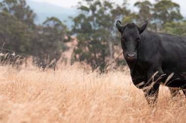 Yeşil yemyeşil çayırlarda otlayan inek sürüsü. Bir barajı, ağaçları ve otlağı olan geniş bir Avustralya Çiftliği manzarası. Kırsal Tarım ve Sürdürülebilir Arazi Yönetimi Avustralya