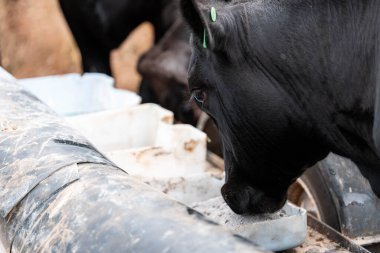 Avustralya 'daki bir çiftlikteki bir besleyiciden Black Beef Cow Accessing Supplements. Hayvansal Beslenme, Hayvancılık Yönetimi ve Sürdürülebilir Tarım Uygulamalarının Vurgulanması