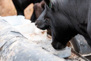 Avustralya 'daki bir çiftlikteki bir besleyiciden Black Beef Cow Accessing Supplements. Hayvansal Beslenme, Hayvancılık Yönetimi ve Sürdürülebilir Tarım Uygulamalarının Vurgulanması