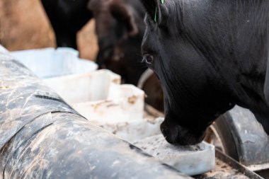 Avustralya 'daki bir çiftlikteki bir besleyiciden Black Beef Cow Accessing Supplements. Hayvansal Beslenme, Hayvancılık Yönetimi ve Sürdürülebilir Tarım Uygulamalarının Vurgulanması