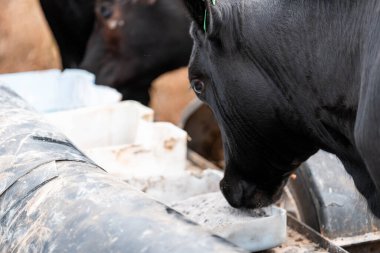 Avustralya 'daki bir çiftlikteki bir besleyiciden Black Beef Cow Accessing Supplements. Hayvansal Beslenme, Hayvancılık Yönetimi ve Sürdürülebilir Tarım Uygulamalarının Vurgulanması