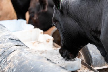 Avustralya 'daki bir çiftlikteki bir besleyiciden Black Beef Cow Accessing Supplements. Hayvansal Beslenme, Hayvancılık Yönetimi ve Sürdürülebilir Tarım Uygulamalarının Vurgulanması