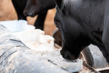 Avustralya 'daki bir çiftlikteki bir besleyiciden Black Beef Cow Accessing Supplements. Hayvansal Beslenme, Hayvancılık Yönetimi ve Sürdürülebilir Tarım Uygulamalarının Vurgulanması