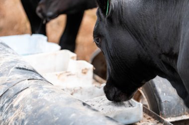 Avustralya 'daki bir çiftlikteki bir besleyiciden Black Beef Cow Accessing Supplements. Hayvansal Beslenme, Hayvancılık Yönetimi ve Sürdürülebilir Tarım Uygulamalarının Vurgulanması