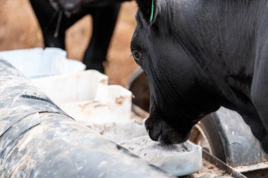 Wagyu angusu inekleri. Sağlıklı sığır sürüsü, yemyeşil otlakta otluyor. Avustralya 'da Yenilenebilir Sürdürülebilir Avustralya Tarım, Sorumlu Hayvancılık ve Doğal Çevre ilkbaharı