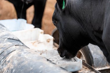 Avustralya 'daki bir çiftlikteki bir besleyiciden Black Beef Cow Accessing Supplements. Hayvansal Beslenme, Hayvancılık Yönetimi ve Sürdürülebilir Tarım Uygulamalarının Vurgulanması