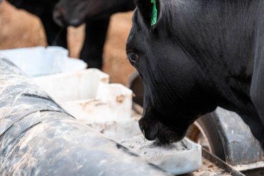 Avustralya 'daki bir çiftlikteki bir besleyiciden Black Beef Cow Accessing Supplements. Hayvansal Beslenme, Hayvancılık Yönetimi ve Sürdürülebilir Tarım Uygulamalarının Vurgulanması