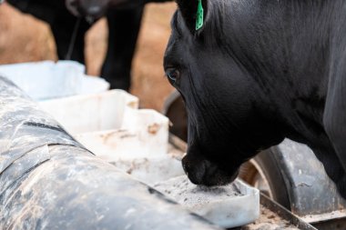 Avustralya 'daki bir çiftlikteki bir besleyiciden Black Beef Cow Accessing Supplements. Hayvansal Beslenme, Hayvancılık Yönetimi ve Sürdürülebilir Tarım Uygulamalarının Vurgulanması