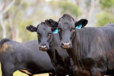Wagyu angusu inekleri. Sağlıklı sığır sürüsü, yemyeşil otlakta otluyor. Avustralya 'da Yenilenebilir Sürdürülebilir Avustralya Tarım, Sorumlu Hayvancılık ve Doğal Çevre ilkbaharı