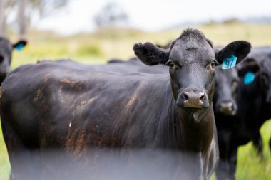 Wagyu angusu inekleri. Sağlıklı sığır sürüsü, yemyeşil otlakta otluyor. Avustralya 'da Yenilenebilir Sürdürülebilir Avustralya Tarım, Sorumlu Hayvancılık ve Doğal Çevre ilkbaharı