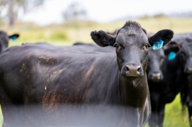 Wagyu angusu inekleri. Sağlıklı sığır sürüsü, yemyeşil otlakta otluyor. Avustralya 'da Yenilenebilir Sürdürülebilir Avustralya Tarım, Sorumlu Hayvancılık ve Doğal Çevre ilkbaharı