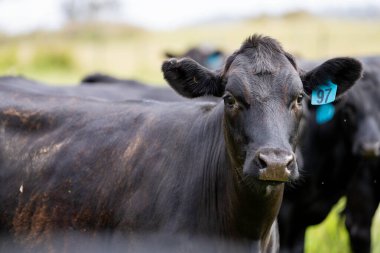 Wagyu angusu inekleri. Sağlıklı sığır sürüsü, yemyeşil otlakta otluyor. Avustralya 'da Yenilenebilir Sürdürülebilir Avustralya Tarım, Sorumlu Hayvancılık ve Doğal Çevre ilkbaharı