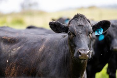 Wagyu angusu inekleri. Sağlıklı sığır sürüsü, yemyeşil otlakta otluyor. Avustralya 'da Yenilenebilir Sürdürülebilir Avustralya Tarım, Sorumlu Hayvancılık ve Doğal Çevre ilkbaharı