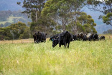 Wagyu angusu inekleri. Sağlıklı sığır sürüsü, yemyeşil otlakta otluyor. Avustralya 'da Yenilenebilir Sürdürülebilir Avustralya Tarım, Sorumlu Hayvancılık ve Doğal Çevre ilkbaharı