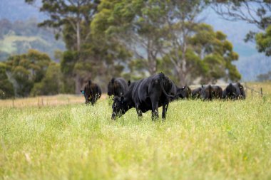 Wagyu angusu inekleri. Sağlıklı sığır sürüsü, yemyeşil otlakta otluyor. Avustralya 'da Yenilenebilir Sürdürülebilir Avustralya Tarım, Sorumlu Hayvancılık ve Doğal Çevre ilkbaharı
