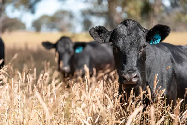 Wagyu angusu inekleri. Sağlıklı sığır sürüsü, yemyeşil otlakta otluyor. Avustralya 'da Yenilenebilir Sürdürülebilir Avustralya Tarım, Sorumlu Hayvancılık ve Doğal Çevre ilkbaharı