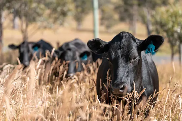 Wagyu angusu inekleri. Sağlıklı sığır sürüsü, yemyeşil otlakta otluyor. Avustralya 'da Yenilenebilir Sürdürülebilir Avustralya Tarım, Sorumlu Hayvancılık ve Doğal Çevre ilkbaharı
