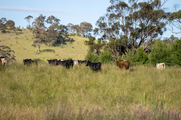 Yeşil yemyeşil çayırlarda otlayan inek sürüsü. Bir barajı, ağaçları ve otlağı olan geniş bir Avustralya Çiftliği manzarası. Kırsal Tarım ve Sürdürülebilir Arazi Yönetimi Avustralya