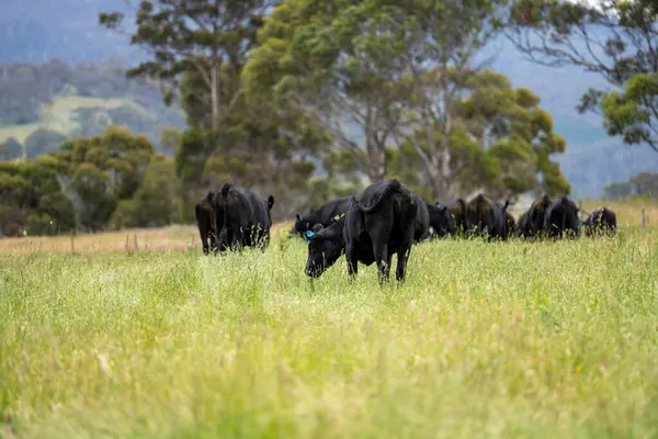 Wagyu angusu inekleri. Sağlıklı sığır sürüsü, yemyeşil otlakta otluyor. Avustralya 'da Yenilenebilir Sürdürülebilir Avustralya Tarım, Sorumlu Hayvancılık ve Doğal Çevre ilkbaharı