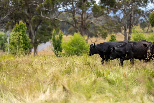 Yeşil yemyeşil çayırlarda otlayan inek sürüsü. Bir barajı, ağaçları ve otlağı olan geniş bir Avustralya Çiftliği manzarası. Kırsal Tarım ve Sürdürülebilir Arazi Yönetimi Avustralya
