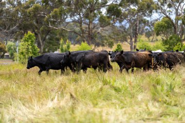 Yeşil yemyeşil çayırlarda otlayan inek sürüsü. Bir barajı, ağaçları ve otlağı olan geniş bir Avustralya Çiftliği manzarası. Kırsal Tarım ve Sürdürülebilir Arazi Yönetimi Avustralya