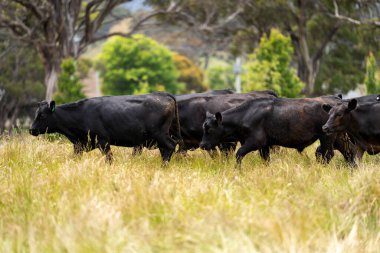 Wagyu angusu inekleri. Sağlıklı sığır sürüsü, yemyeşil otlakta otluyor. Avustralya 'da Yenilenebilir Sürdürülebilir Avustralya Tarım, Sorumlu Hayvancılık ve Doğal Çevre ilkbaharı