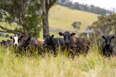 Wagyu angusu inekleri. Sağlıklı sığır sürüsü, yemyeşil otlakta otluyor. Avustralya 'da Yenilenebilir Sürdürülebilir Avustralya Tarım, Sorumlu Hayvancılık ve Doğal Çevre ilkbaharı