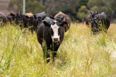 Wagyu angusu inekleri. Sağlıklı sığır sürüsü, yemyeşil otlakta otluyor. Avustralya 'da Yenilenebilir Sürdürülebilir Avustralya Tarım, Sorumlu Hayvancılık ve Doğal Çevre ilkbaharı