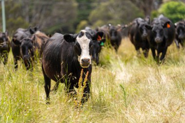 Wagyu angusu inekleri. Sağlıklı sığır sürüsü, yemyeşil otlakta otluyor. Avustralya 'da Yenilenebilir Sürdürülebilir Avustralya Tarım, Sorumlu Hayvancılık ve Doğal Çevre ilkbaharı