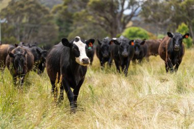 Yeşil yemyeşil çayırlarda otlayan inek sürüsü. Bir barajı, ağaçları ve otlağı olan geniş bir Avustralya Çiftliği manzarası. Kırsal Tarım ve Sürdürülebilir Arazi Yönetimi Avustralya