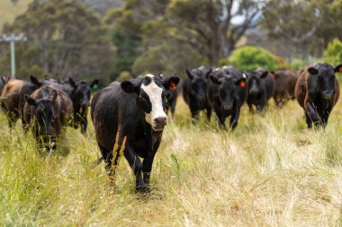 Wagyu angusu inekleri. Sağlıklı sığır sürüsü, yemyeşil otlakta otluyor. Avustralya 'da Yenilenebilir Sürdürülebilir Avustralya Tarım, Sorumlu Hayvancılık ve Doğal Çevre ilkbaharı