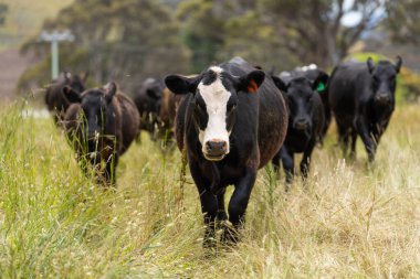 Wagyu angusu inekleri. Sağlıklı sığır sürüsü, yemyeşil otlakta otluyor. Avustralya 'da Yenilenebilir Sürdürülebilir Avustralya Tarım, Sorumlu Hayvancılık ve Doğal Çevre ilkbaharı