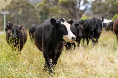 Wagyu angusu inekleri. Sağlıklı sığır sürüsü, yemyeşil otlakta otluyor. Avustralya 'da Yenilenebilir Sürdürülebilir Avustralya Tarım, Sorumlu Hayvancılık ve Doğal Çevre ilkbaharı