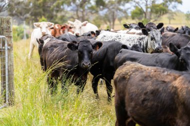Wagyu angusu inekleri. Sağlıklı sığır sürüsü, yemyeşil otlakta otluyor. Avustralya 'da Yenilenebilir Sürdürülebilir Avustralya Tarım, Sorumlu Hayvancılık ve Doğal Çevre ilkbaharı