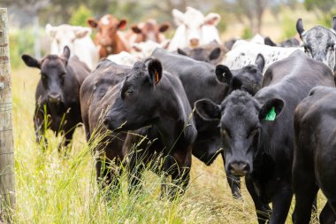 Wagyu angusu inekleri. Sağlıklı sığır sürüsü, yemyeşil otlakta otluyor. Avustralya 'da Yenilenebilir Sürdürülebilir Avustralya Tarım, Sorumlu Hayvancılık ve Doğal Çevre ilkbaharı