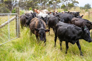 Wagyu angusu inekleri. Sağlıklı sığır sürüsü, yemyeşil otlakta otluyor. Avustralya 'da Yenilenebilir Sürdürülebilir Avustralya Tarım, Sorumlu Hayvancılık ve Doğal Çevre ilkbaharı