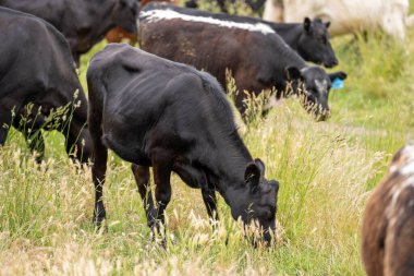 Wagyu angusu inekleri. Sağlıklı sığır sürüsü, yemyeşil otlakta otluyor. Avustralya 'da Yenilenebilir Sürdürülebilir Avustralya Tarım, Sorumlu Hayvancılık ve Doğal Çevre ilkbaharı