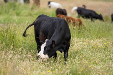 Wagyu angusu inekleri. Sağlıklı sığır sürüsü, yemyeşil otlakta otluyor. Avustralya 'da Yenilenebilir Sürdürülebilir Avustralya Tarım, Sorumlu Hayvancılık ve Doğal Çevre ilkbaharı