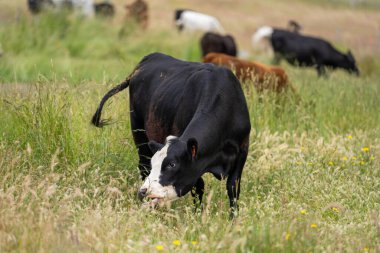 Yeşil yemyeşil çayırlarda otlayan inek sürüsü. Bir barajı, ağaçları ve otlağı olan geniş bir Avustralya Çiftliği manzarası. Kırsal Tarım ve Sürdürülebilir Arazi Yönetimi Avustralya