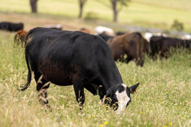 Wagyu angusu inekleri. Sağlıklı sığır sürüsü, yemyeşil otlakta otluyor. Avustralya 'da Yenilenebilir Sürdürülebilir Avustralya Tarım, Sorumlu Hayvancılık ve Doğal Çevre ilkbaharı