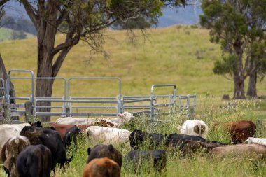 Wagyu angusu inekleri. Sağlıklı sığır sürüsü, yemyeşil otlakta otluyor. Avustralya 'da Yenilenebilir Sürdürülebilir Avustralya Tarım, Sorumlu Hayvancılık ve Doğal Çevre ilkbaharı