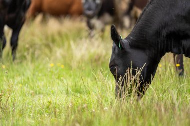 Wagyu angusu inekleri. Sağlıklı sığır sürüsü, yemyeşil otlakta otluyor. Avustralya 'da Yenilenebilir Sürdürülebilir Avustralya Tarım, Sorumlu Hayvancılık ve Doğal Çevre ilkbaharı