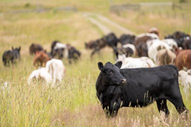 Wagyu angusu inekleri. Sağlıklı sığır sürüsü, yemyeşil otlakta otluyor. Avustralya 'da Yenilenebilir Sürdürülebilir Avustralya Tarım, Sorumlu Hayvancılık ve Doğal Çevre ilkbaharı