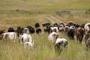 Wagyu angusu inekleri. Sağlıklı sığır sürüsü, yemyeşil otlakta otluyor. Avustralya 'da Yenilenebilir Sürdürülebilir Avustralya Tarım, Sorumlu Hayvancılık ve Doğal Çevre ilkbaharı