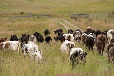 Wagyu angusu inekleri. Sağlıklı sığır sürüsü, yemyeşil otlakta otluyor. Avustralya 'da Yenilenebilir Sürdürülebilir Avustralya Tarım, Sorumlu Hayvancılık ve Doğal Çevre ilkbaharı